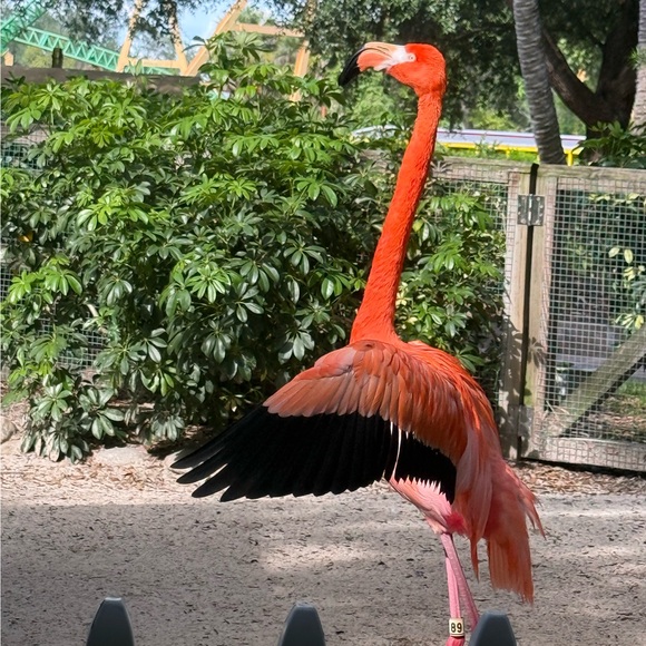 gilligan0336